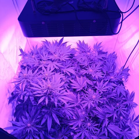 Tropicanna Poison FV by Gólaga growlog timeline photo