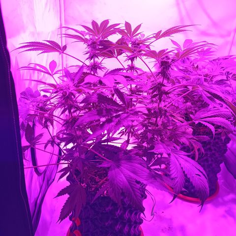 Tropicanna Poison FV by Gólaga growlog timeline photo