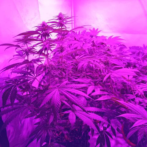 Tropicanna Poison FV by Gólaga growlog timeline photo
