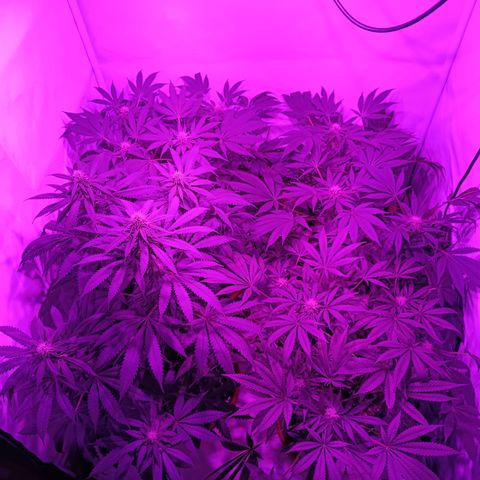 Tropicanna Poison FV by Gólaga growlog timeline photo