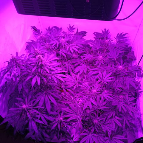 Tropicanna Poison FV by Gólaga growlog timeline photo