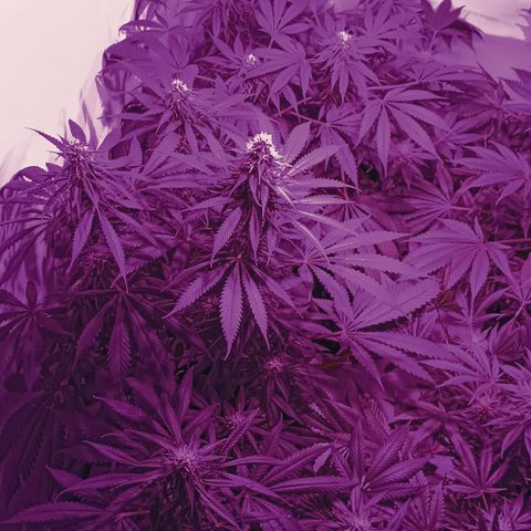 Tropicanna Poison FV by Gólaga growlog timeline photo