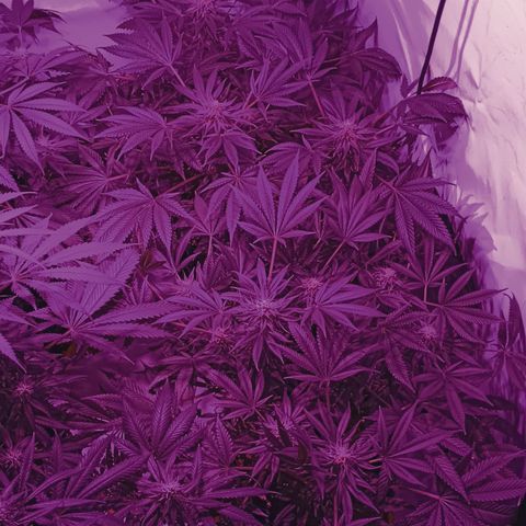 Tropicanna Poison FV by Gólaga growlog timeline photo