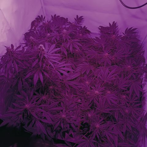 Tropicanna Poison FV by Gólaga growlog timeline photo