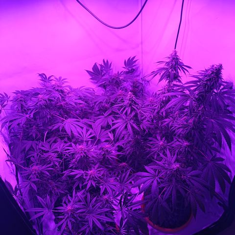 Tropicanna Poison FV by Gólaga growlog timeline photo