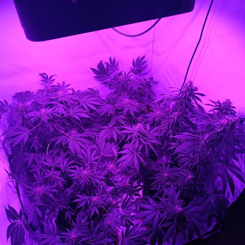 Tropicanna Poison FV by Gólaga growlog timeline photo