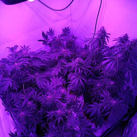 Tropicanna Poison FV by Gólaga growlog timeline photo