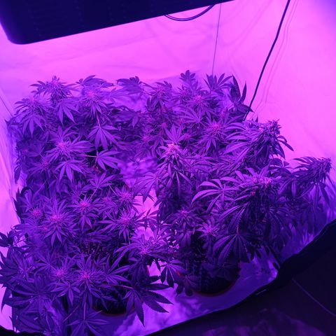Tropicanna Poison FV by Gólaga growlog timeline photo