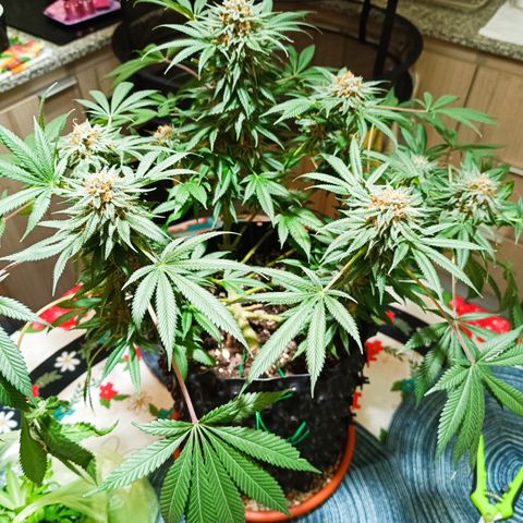 Tropicanna Poison FV by Gólaga growlog timeline photo