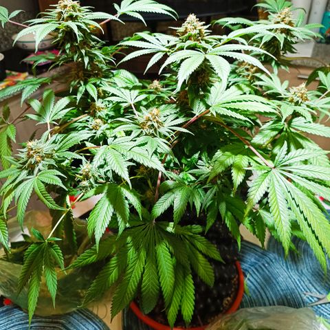 Tropicanna Poison FV by Gólaga growlog timeline photo