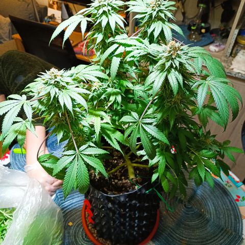 Tropicanna Poison FV by Gólaga growlog timeline photo