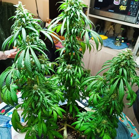 Tropicanna Poison FV by Gólaga growlog timeline photo