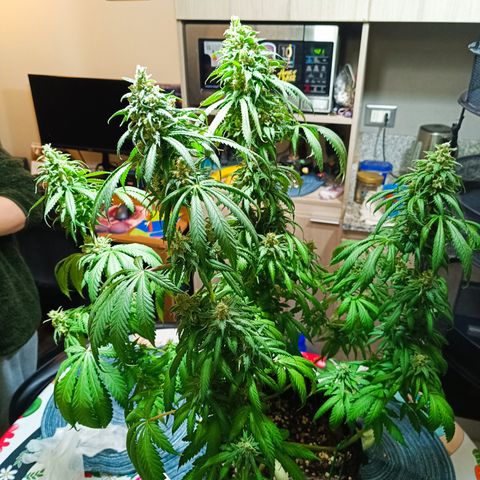 Tropicanna Poison FV by Gólaga growlog timeline photo
