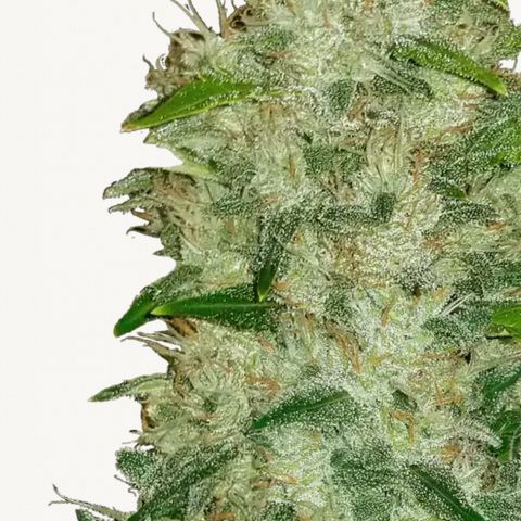 Rhino Ryder + Chemdawg / Sandita growlog timeline photo