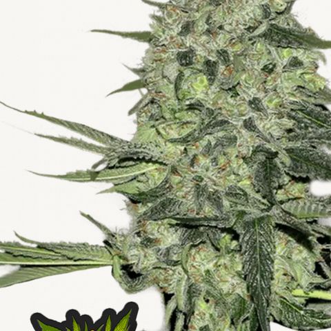 Rhino Ryder + Chemdawg / Sandita growlog timeline photo