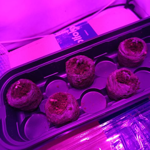 Wedding Cheesecake FF by GLGA growlog timeline photo