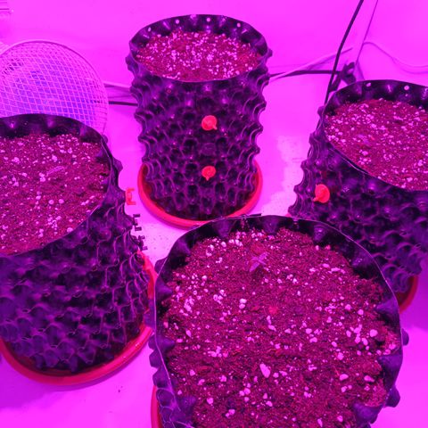 Wedding Cheesecake FF by GLGA growlog timeline photo