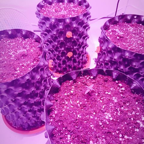 Wedding Cheesecake FF by GLGA growlog timeline photo