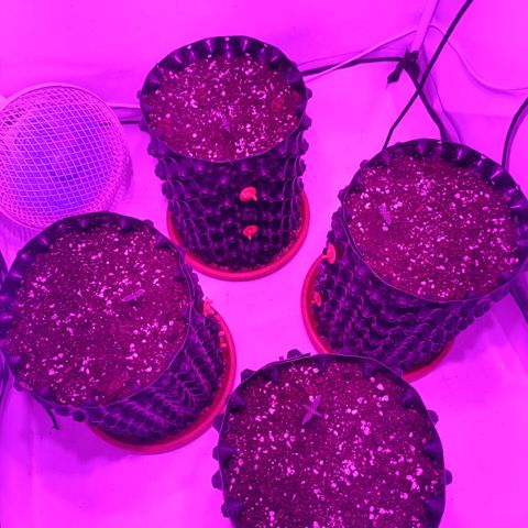 Wedding Cheesecake FF by GLGA growlog timeline photo