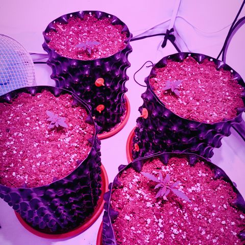 Wedding Cheesecake FF by GLGA growlog timeline photo