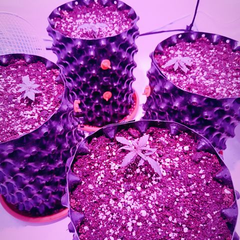 Wedding Cheesecake FF by GLGA growlog timeline photo