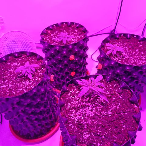 Wedding Cheesecake FF by GLGA growlog timeline photo