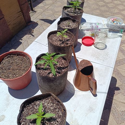 Rhino Ryder + Chemdawg / Sandita growlog timeline photo