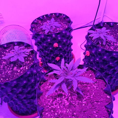 Wedding Cheesecake FF by GLGA growlog timeline photo