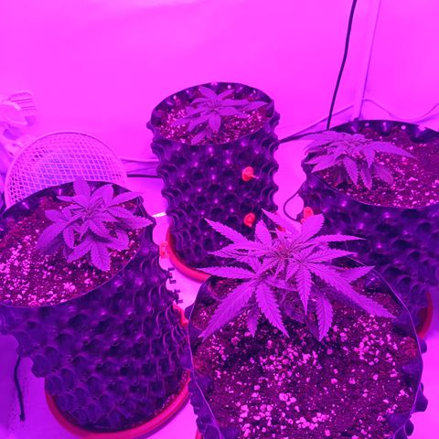 Wedding Cheesecake FF by GLGA growlog timeline photo