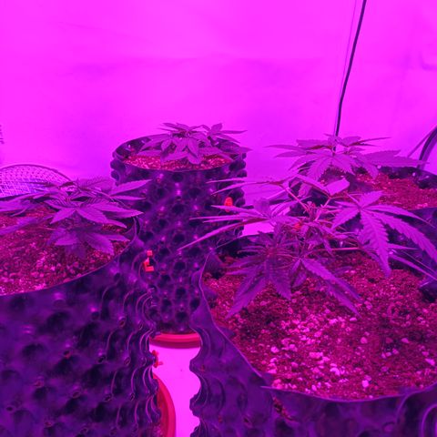 Wedding Cheesecake FF by GLGA growlog timeline photo
