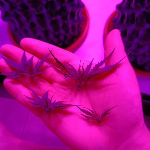 Wedding Cheesecake FF by GLGA growlog timeline photo