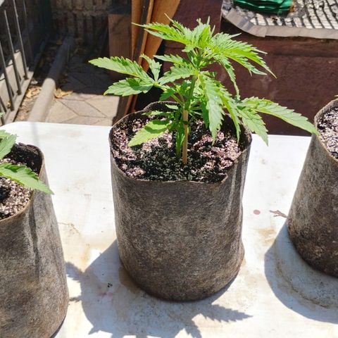 Rhino Ryder + Chemdawg / Sandita growlog timeline photo