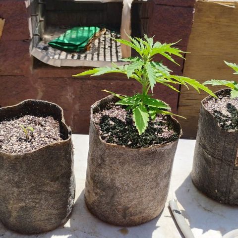 Rhino Ryder + Chemdawg / Sandita growlog timeline photo