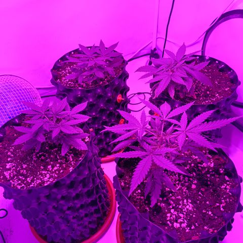 Wedding Cheesecake FF by GLGA growlog timeline photo
