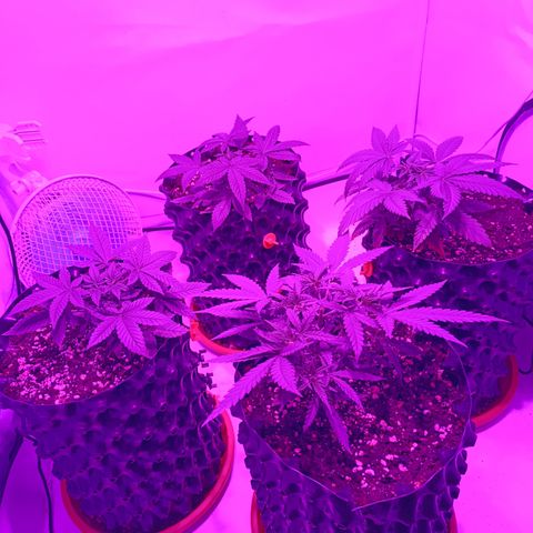 Wedding Cheesecake FF by GLGA growlog timeline photo