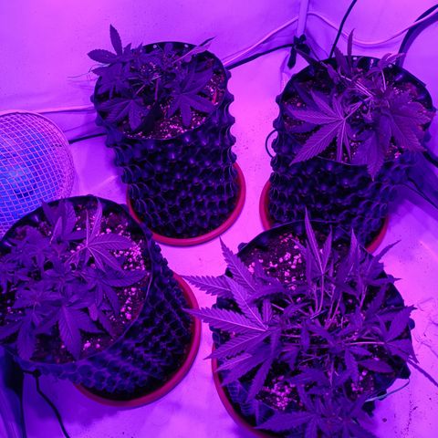Wedding Cheesecake FF by GLGA growlog timeline photo