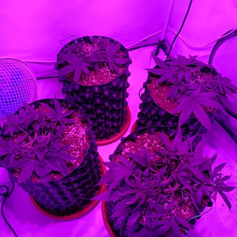 Wedding Cheesecake FF by GLGA growlog timeline photo