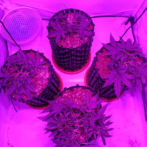 Wedding Cheesecake FF by GLGA growlog timeline photo