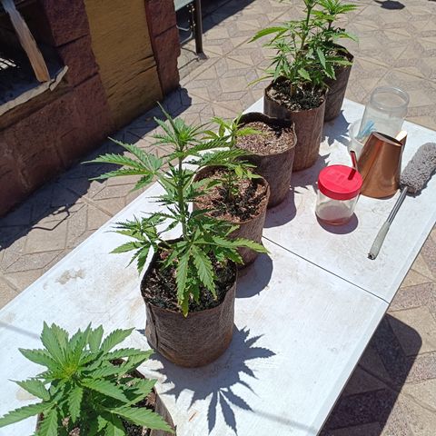 Rhino Ryder + Chemdawg / Sandita growlog timeline photo