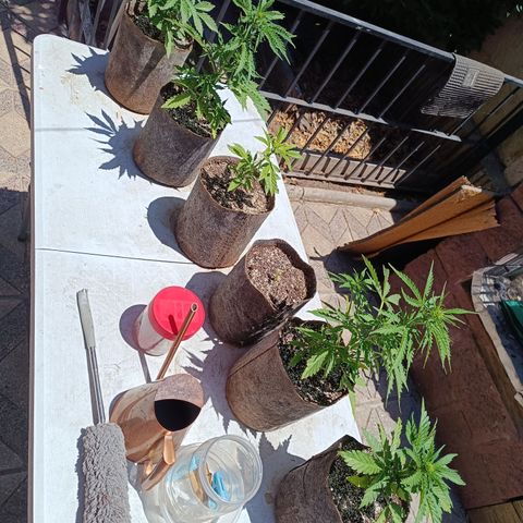 Rhino Ryder + Chemdawg / Sandita growlog timeline photo