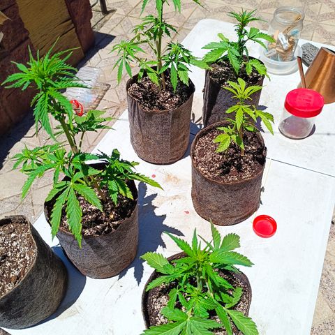 Rhino Ryder + Chemdawg / Sandita growlog photo: Podadas.