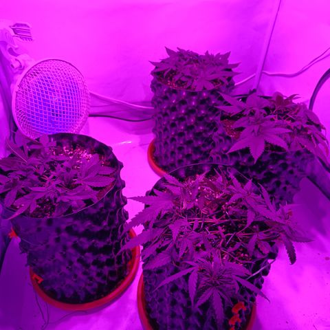 Wedding Cheesecake FF by GLGA growlog timeline photo