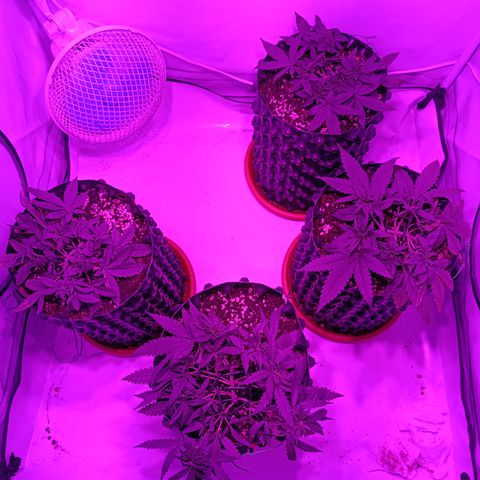 Wedding Cheesecake FF by GLGA growlog timeline photo