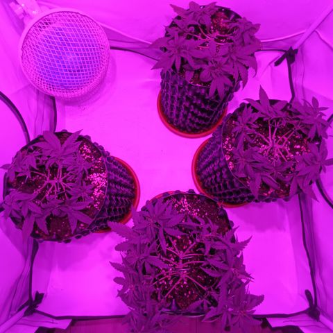 Wedding Cheesecake FF by GLGA growlog timeline photo