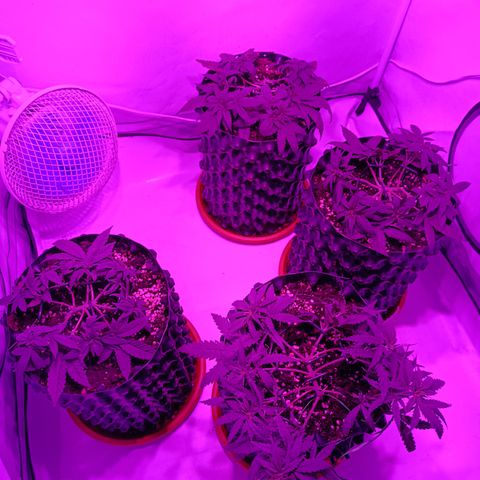 Wedding Cheesecake FF by GLGA growlog timeline photo