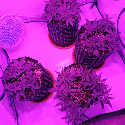 Wedding Cheesecake FF by GLGA growlog timeline photo