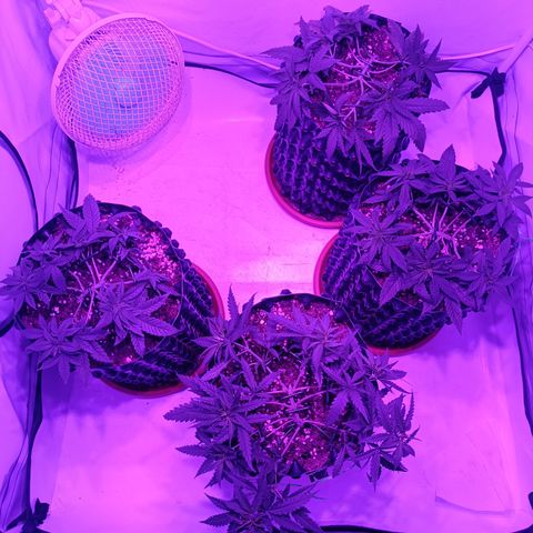 Wedding Cheesecake FF by GLGA growlog timeline photo