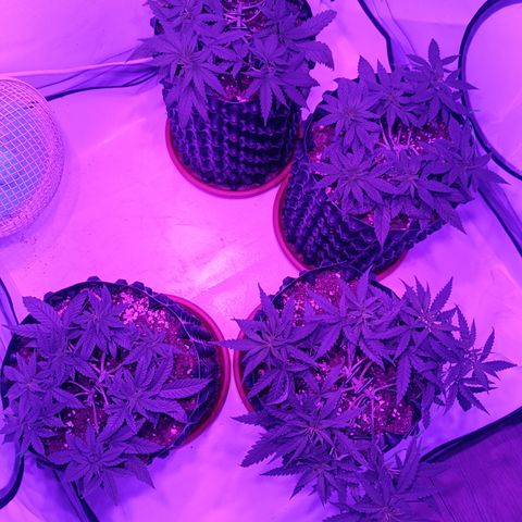 Wedding Cheesecake FF by GLGA growlog timeline photo