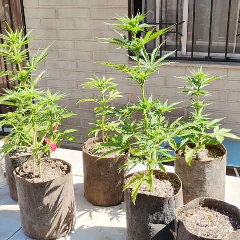 Rhino Ryder + Chemdawg / Sandita growlog timeline photo