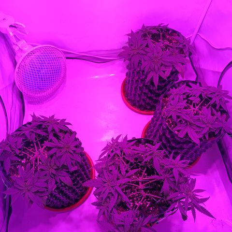 Wedding Cheesecake FF by GLGA growlog timeline photo